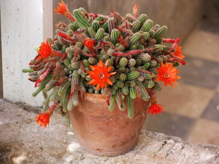 A sun-loving cactus plant in a terracotta pot with vibrant orange flowers, illustrating the sunlight and water requirements of sun-loving plants.