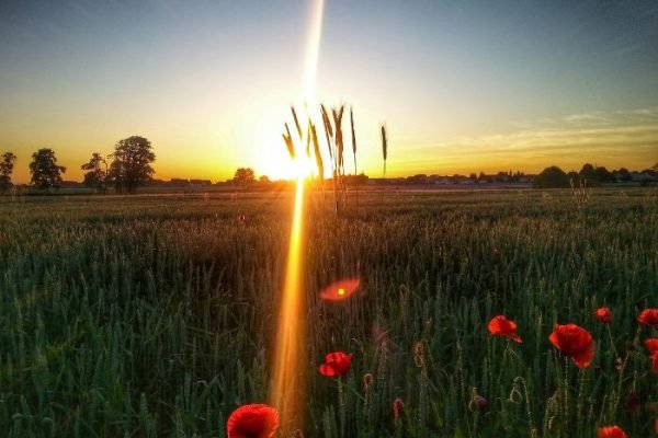 A beautiful sunrise over a field with red flowers, illustrating the link between sunlight and watering in gardening.