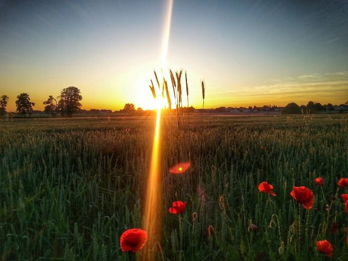 A beautiful sunrise over a field with red flowers, illustrating the link between sunlight and watering in gardening.
