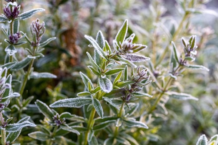 Thyme plant with frosty leaves, providing an earthy and fresh fragrance