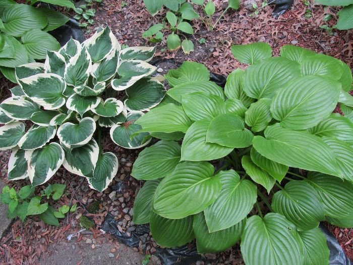 A variety of lush hostas thriving in a shaded garden area, illustrating some of the top shade-loving plants ideal for low-light spots.