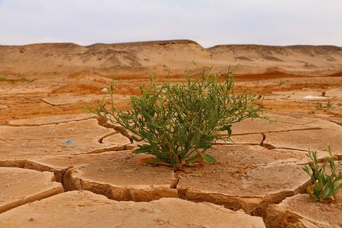 A resilient plant thriving in cracked, dry soil, illustrating the concept of climate resilience in plants and their ability to adapt to changing weather conditions.