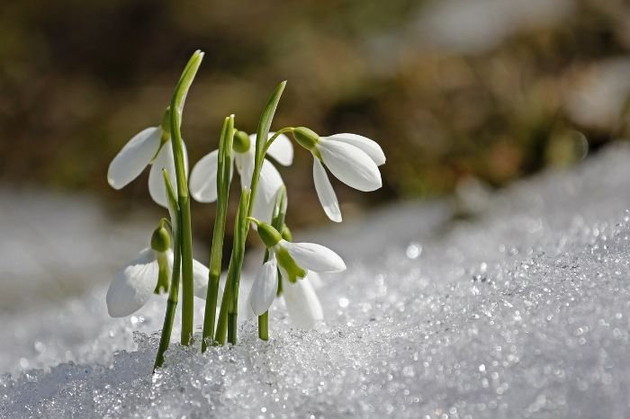 Snowdrops blooming through the snow, exemplifying the resilience and adaptation of cold-hardy plants in winter gardens.