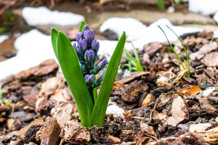 A small plant with purple buds surrounded by natural mulch, demonstrating how mulch helps reduce weeding and watering efforts in the garden.