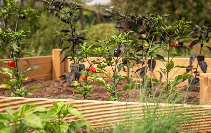 Raised garden beds with various plants, illustrating effective water management and soil quality maintenance.