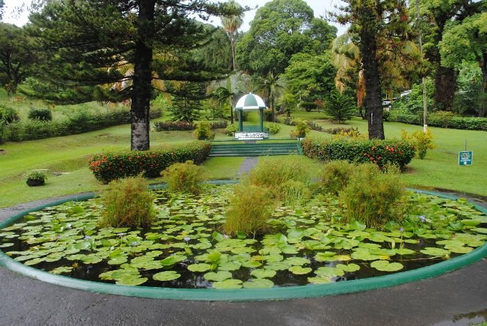Beautiful water garden with lush plants and a pond, illustrating the concept of creating a backyard oasis with water garden plants.
