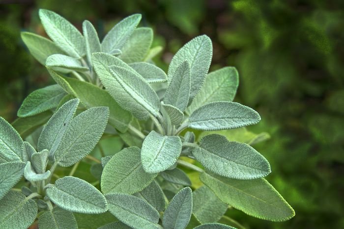 Close-up of a sage plant, illustrating a water-wise perennial suitable for dry conditions and low-maintenance gardens.
