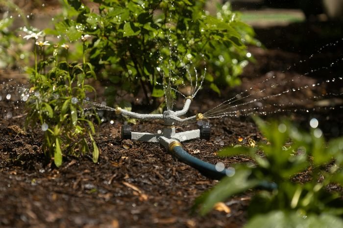 A garden with a sprinkler system watering plants, surrounded by mulch to maintain soil moisture and prevent weeds.