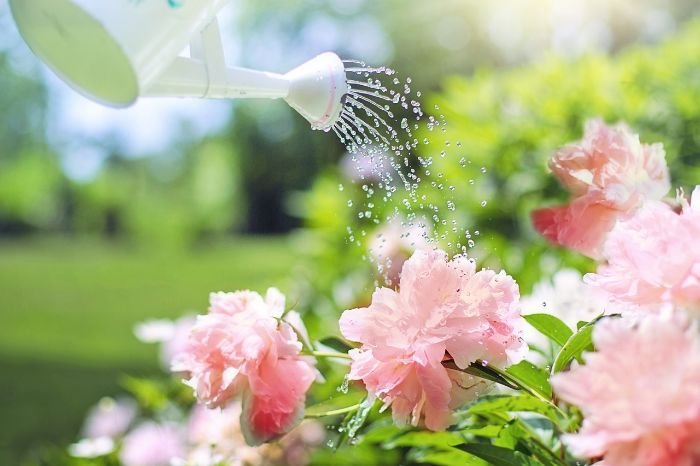 Watering pink flowers in a garden to enhance fragrance and plant health