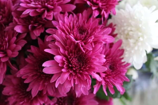 Close-up of vibrant pink and white chrysanthemums, illustrating the importance of a proper watering regimen for healthy growth.