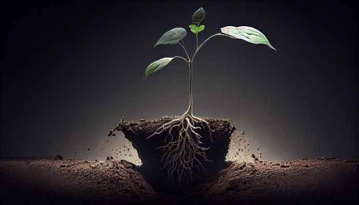 Young plant with deep roots in soil, illustrating effective watering techniques for root development