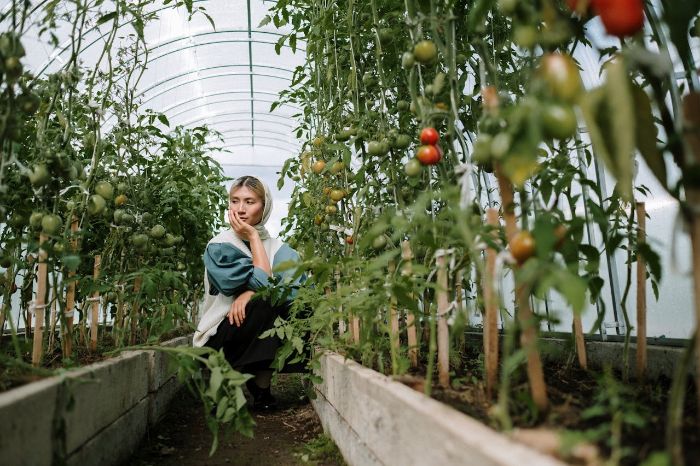 Gardener examining tomato plants in a greenhouse, focusing on managing soil pH imbalances for healthy plant growth.