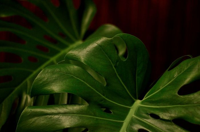 Close-up of philodendron leaves with deep green color, illustrating basic care tips for ensuring healthy growth of philodendrons in indoor or outdoor environments.