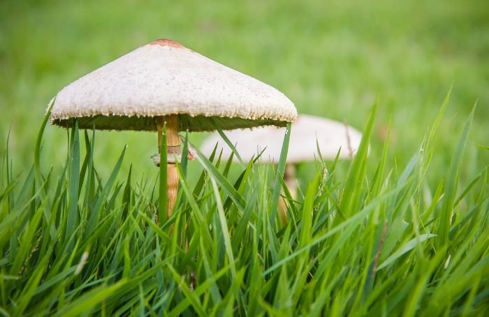 Mushrooms growing in lush grass, highlighting the benefits of mycoremediation for environmental restoration