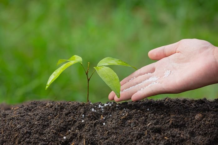Close-up of a hand gently fertilizing a young plant in aerated soil, illustrating the benefits of soil aeration for healthier plant growth and nutrient absorption.
