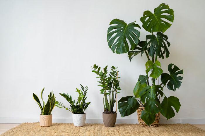 Various philodendron plants in pots lined up against a white wall, showcasing different varieties for a guide to choosing philodendrons.