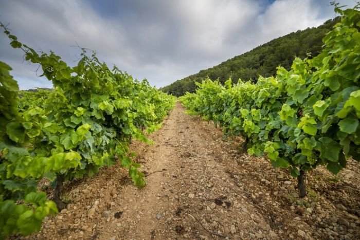 Vineyard rows showing freshly tilled soil between grape vines, preparing ground for optimal growth