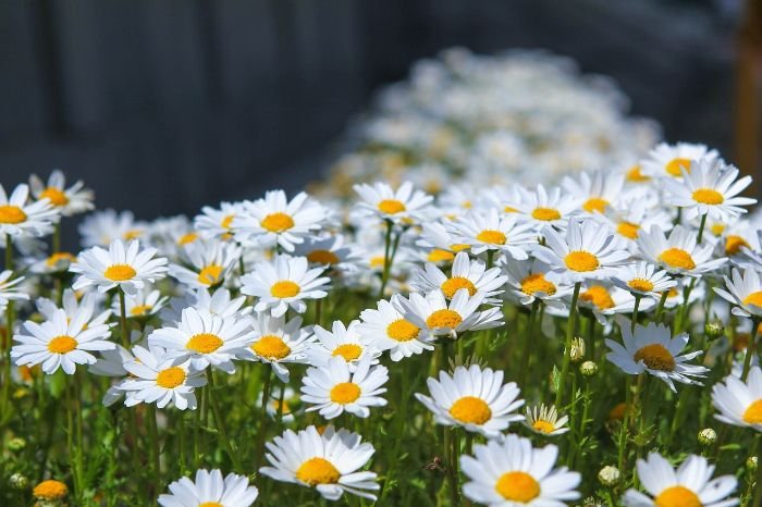 White daisies in full bloom creating a cohesive color-themed garden.