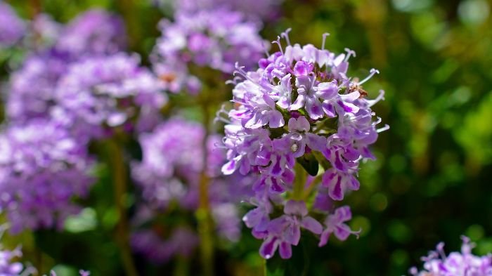 Close-up of creeping thyme (Thymus serpyllum) with vibrant purple flowers, ideal for garden paths and attracting bees and butterflies.