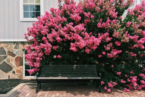 A vibrant crepe myrtle tree with pink blossoms growing in an urban setting, providing shade over a bench, showcasing its benefits for city landscaping and beautification.