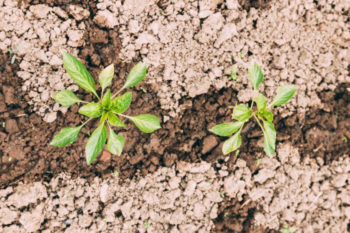Two young plants in fertile soil demonstrating the importance of choosing suitable components for effective drip irrigation systems