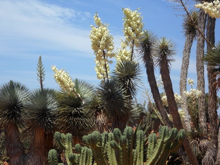 Drought-resistant cacti and yucca plants thriving in a dry garden landscape.