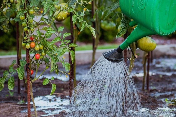 Green watering can showering young tomato plants in a garden, demonstrating efficient watering strategies for optimal growth
