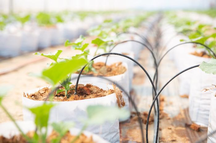 Young plants irrigated with drip irrigation system, highlighting efficient watering techniques in sustainable gardening