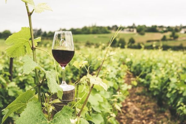 Glass of red wine placed among grapevines in a vineyard, symbolizing advanced cultivation techniques used to enhance grape flavor for winemaking.