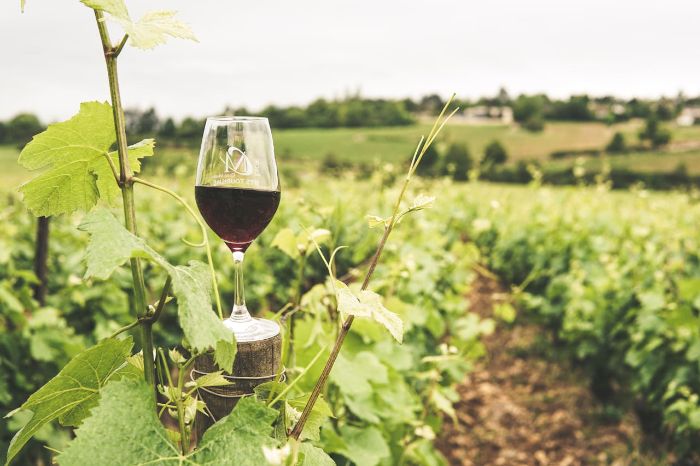 Glass of red wine placed among grapevines in a vineyard, symbolizing advanced cultivation techniques used to enhance grape flavor for winemaking.