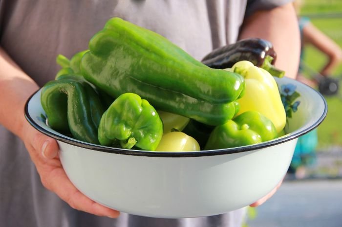 A bowl of freshly picked green bell peppers being held, highlighting their crisp texture and fiber content, which supports good digestion and regular bowel movements.