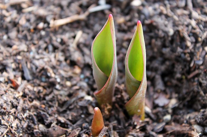 Close-up view of young plant shoots emerging from mulched soil, illustrating effective mulch application techniques