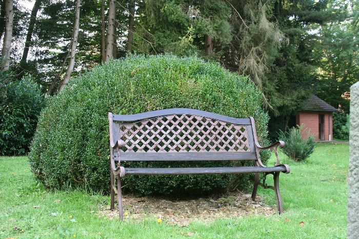 Wooden garden bench placed in front of a well-shaped boxwood shrub, illustrating ideal soil conditions and preparation for growing healthy boxwoods.