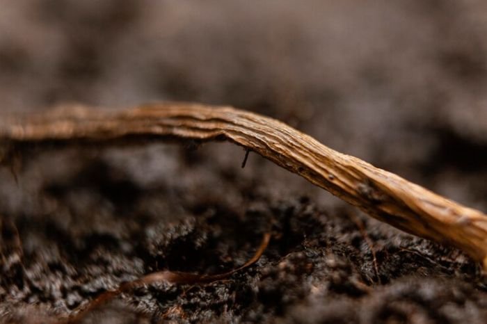 Close-up of organic matter on fertile soil, highlighting soil structure improvement for grape vine health