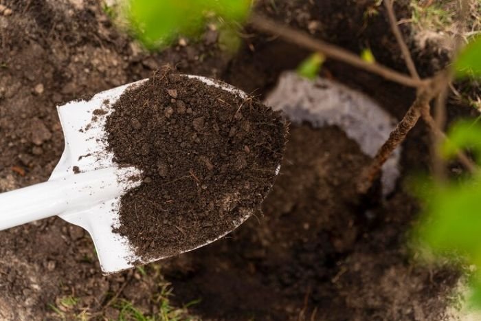 Shovel with soil illustrating lowering soil pH for grape vine growth, highlighting soil acidity adjustment