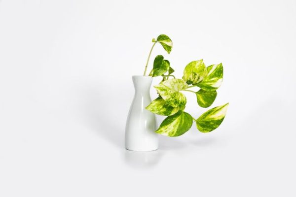 Variegated pothos plant in a white vase against a white background, illustrating optimal light conditions for pothos growth.