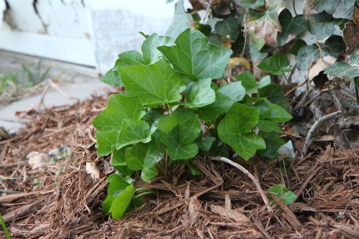 Young green ivy plant growing through mulch, demonstrating the benefits of mulch for soil moisture retention and effective weed suppression.