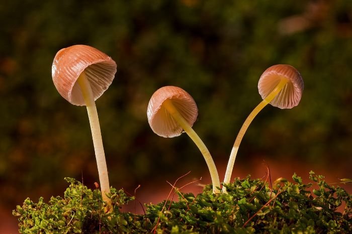 Three delicate mushrooms growing on moss, representing challenges in mycoremediation practices