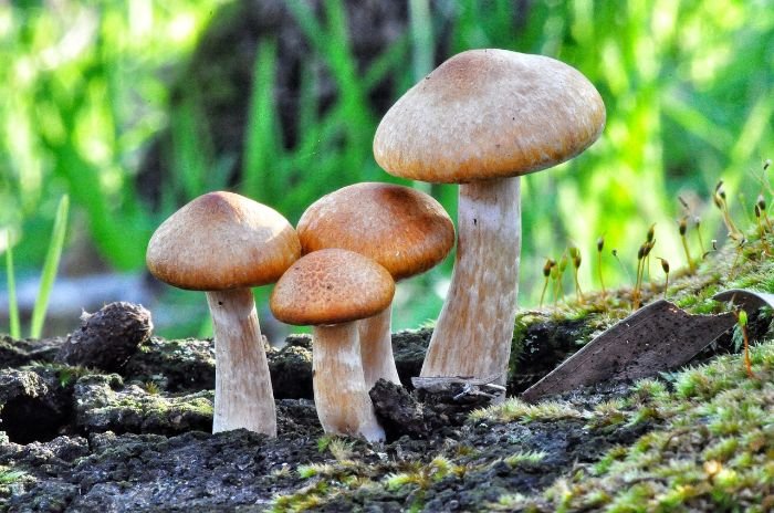 Group of mushrooms growing in fertile soil, illustrating the use of fungi for mycoremediation to enhance soil health