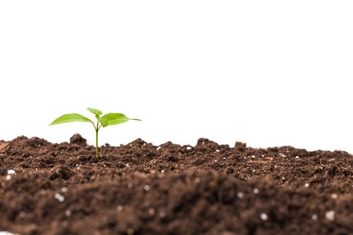 Young plant sprouting from fertile soil, symbolizing the benefits of using organic methods to enhance soil structure and fertility for sustainable gardening.
