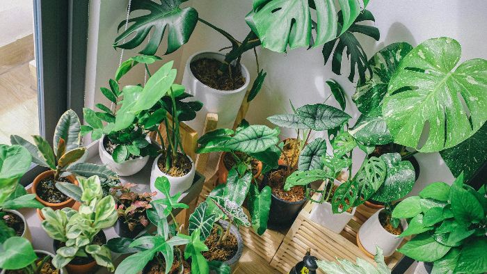 A collection of healthy philodendron plants in pots, showcasing the ideal soil mix for optimal growth and care.