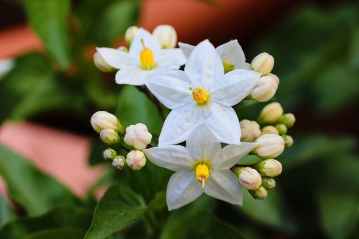 Close-up of white jasmine flowers with buds, highlighting soil preparation and planting tips for jasmine plants.