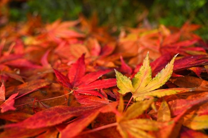 Close-up of colorful fallen autumn leaves, illustrating the best time for seasonal soil aeration to promote healthy garden growth.