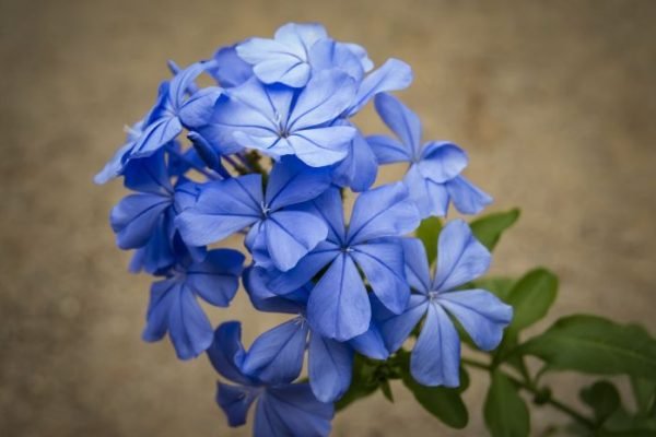 Blue jasmine flower representing tips on selecting the right jasmine variety for your garden based on climate, soil, and aesthetic preferences.