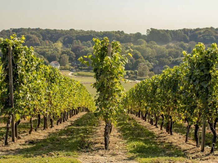 Lush grape vine rows in a vineyard, illustrating soil preparation for a fruitful harvest