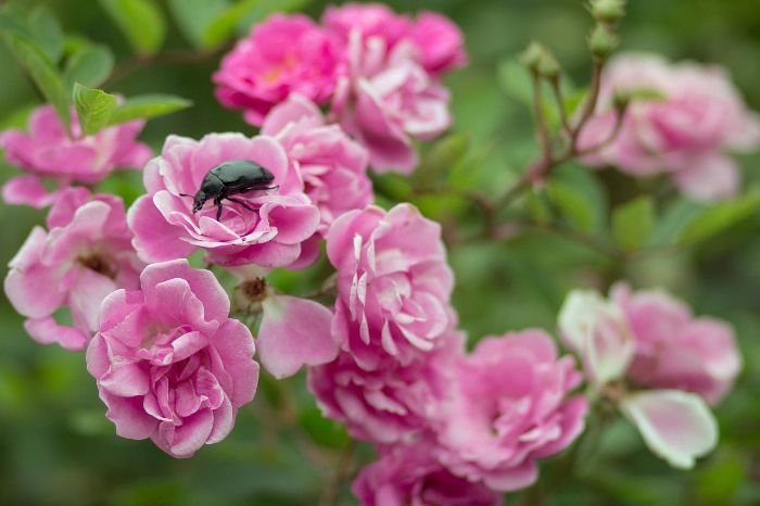 Native pink flowers supporting local ecosystems by providing habitat and aiding in pollination.
