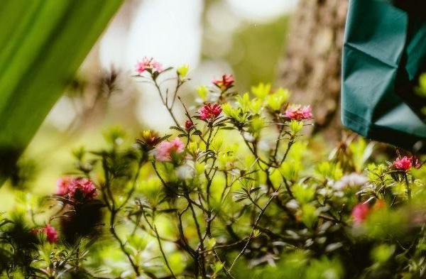 Thyme plants in a garden setting, showcasing their aesthetic appeal and functional uses in landscaping.