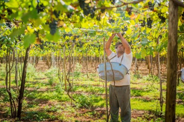 Farmer training grape vines in a vineyard using a trellis system to support vertical growth and improve sunlight exposure for optimal grape production.