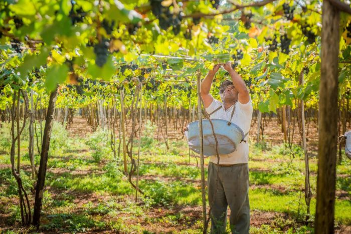 Farmer training grape vines in a vineyard using a trellis system to support vertical growth and improve sunlight exposure for optimal grape production.