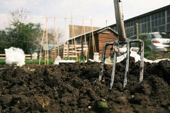 Garden fork embedded in fertile soil with a background of a community garden setting, demonstrating the technique of aerating soil using garden forks and spades to enhance air and water circulation.